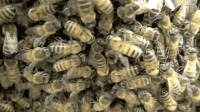 RÃ©sultat de recherche d'images pour "gifs animes ruche"